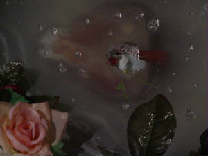 dsc00217-1.jpg